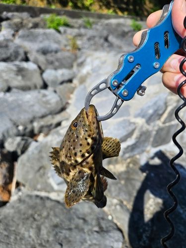 イシミーバイの釣果