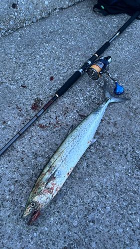 サゴシの釣果