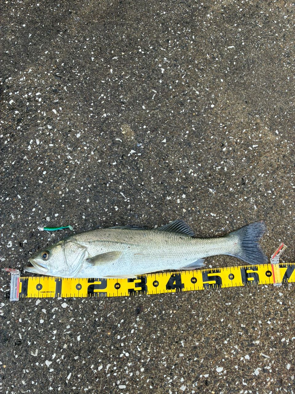 シーバスの釣果写真