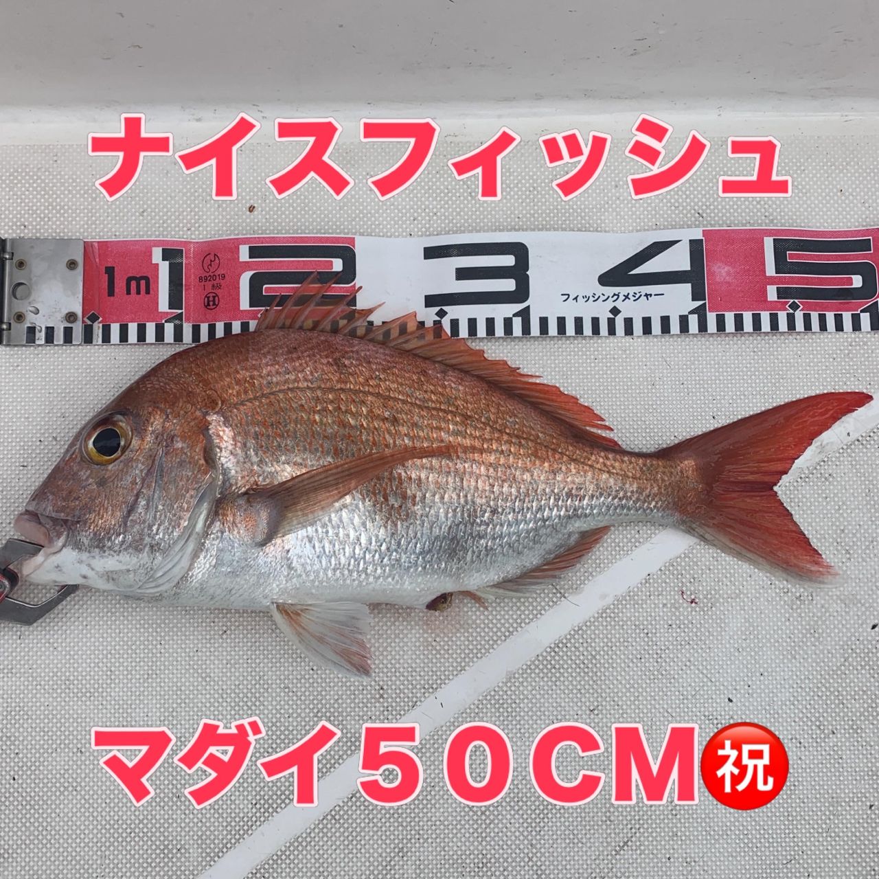 DAIWA 紅牙 IC 2018年モデルの最安値・インプレ・釣果 | 本音の口コミ