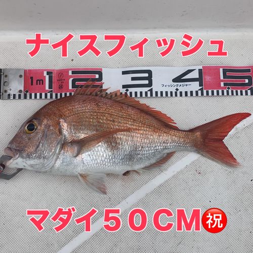 マダイの釣果