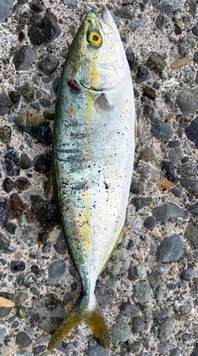 ワカシの釣果
