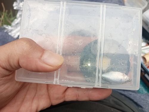 タイリクバラタナゴの釣果