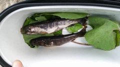 イワナの釣果