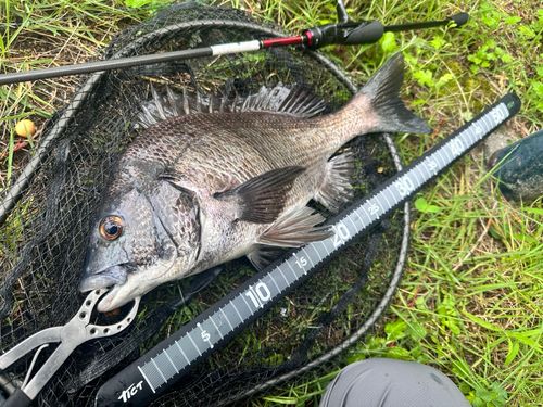 チヌの釣果