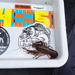 アメリカザリガニの釣果・釣り情報まとめ【2026年最新