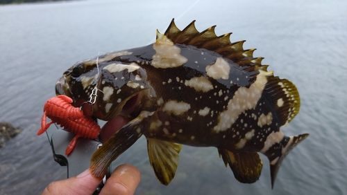 クエの釣果