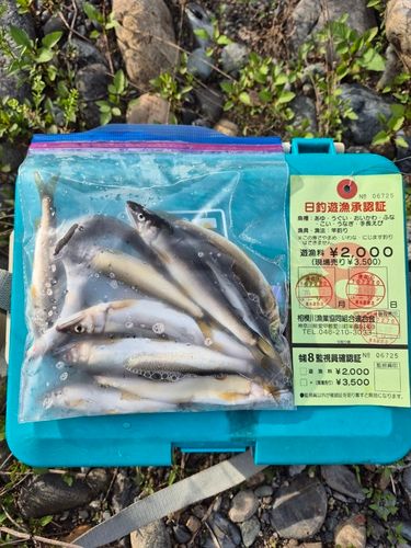 アユの釣果