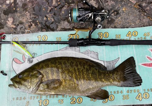 スモールマウスバスの釣果