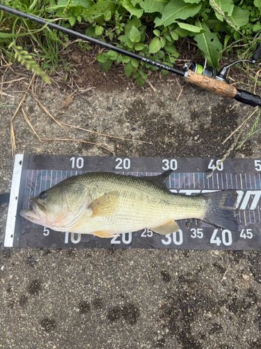 ラージマウスバスの釣果