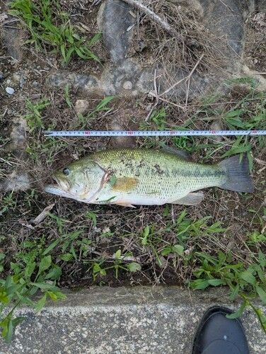 ブラックバスの釣果