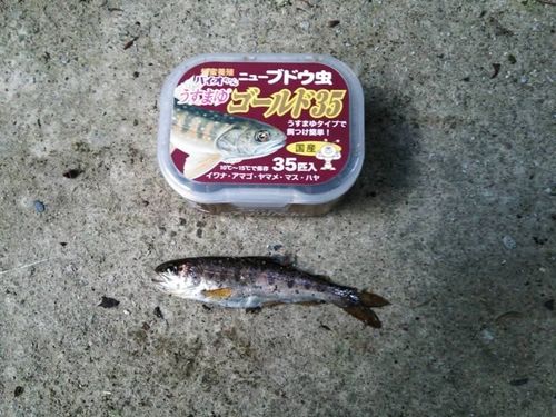 ヤマメの釣果