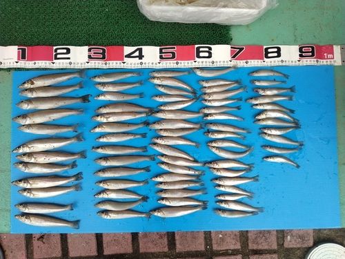 シロギスの釣果