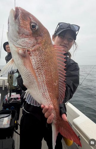 マダイの釣果