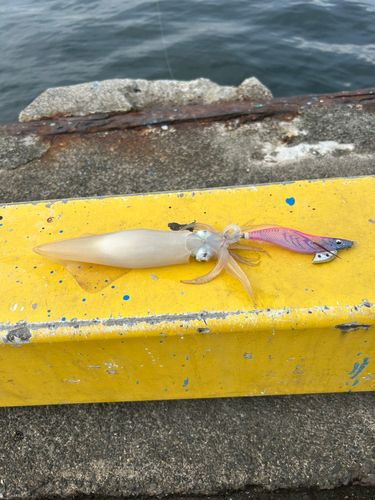 ヤリイカの釣果