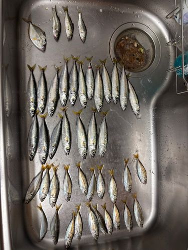 アジの釣果