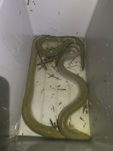 ウナギの釣果