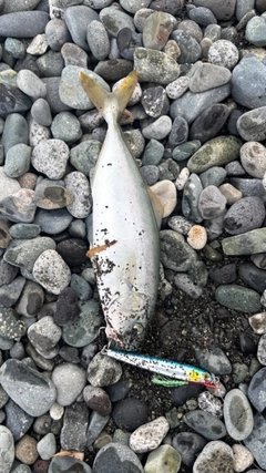 ワカシの釣果