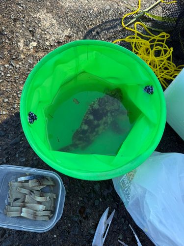 ウツボの釣果
