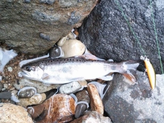 ヤマメの釣果