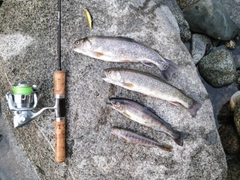 イワナの釣果