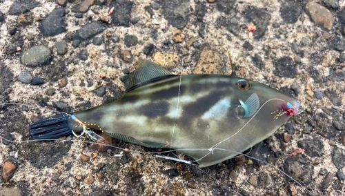 ウマヅラハギの釣果