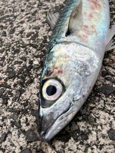 サバの釣果