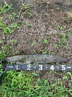 マナマズの釣果