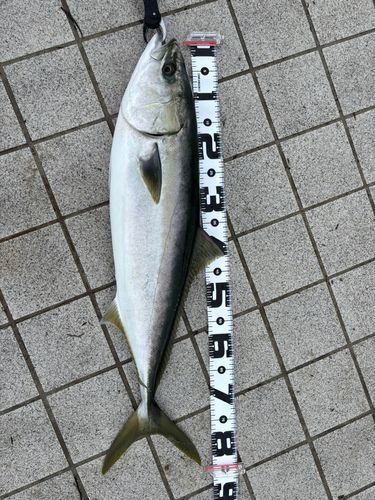 ブリの釣果