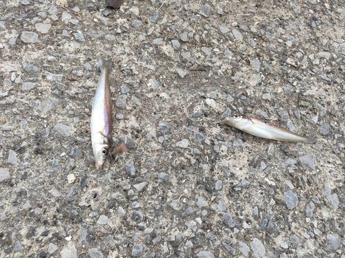 シロギスの釣果
