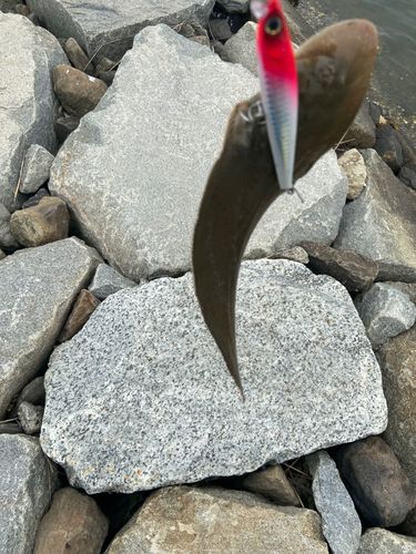 シタビラメの釣果