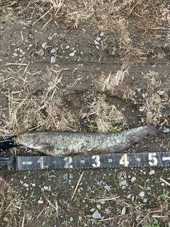マナマズの釣果