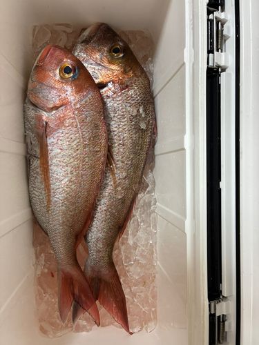 マダイの釣果