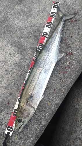 サワラの釣果