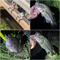ブラックバスの釣果