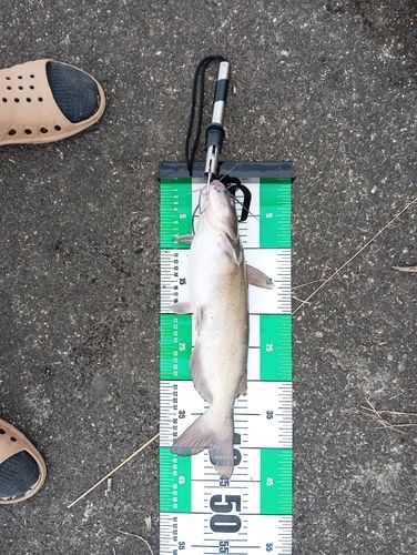 アメリカナマズの釣果