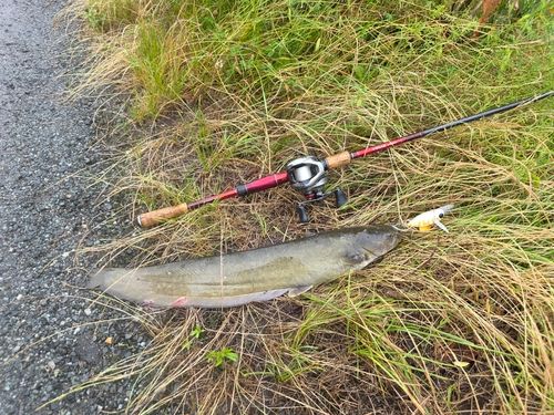 ナマズの釣果