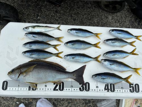 イサキの釣果