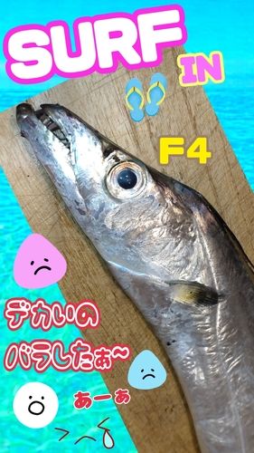 タチウオの釣果