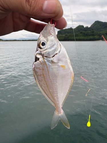 ヒイラギの釣果