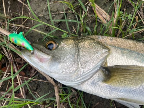 シーバスの釣果