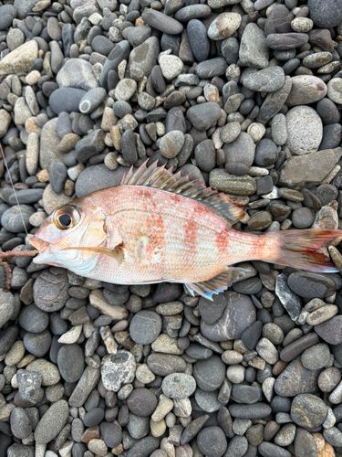 チャリコの釣果