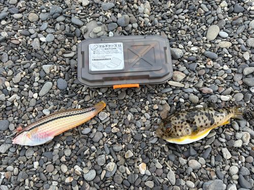 ベラの釣果