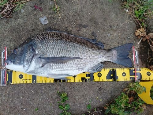 チヌの釣果