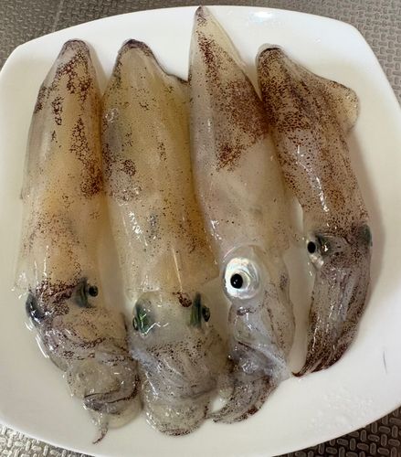 マメイカの釣果