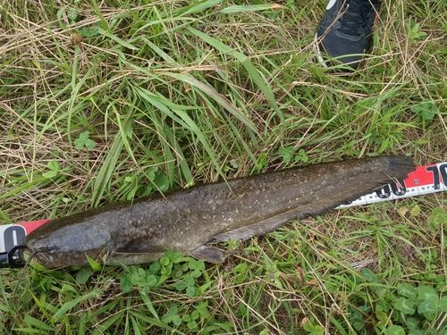 ナマズの釣果