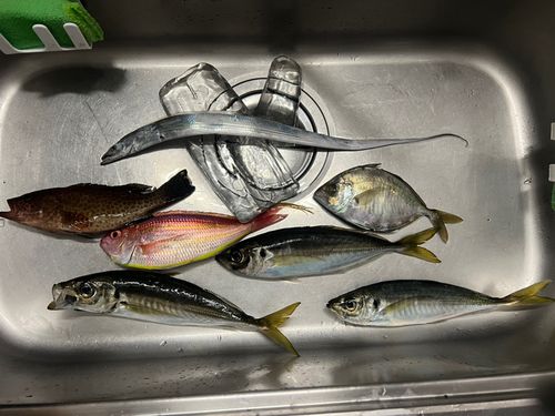アジの釣果