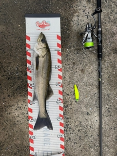 フッコ（マルスズキ）の釣果