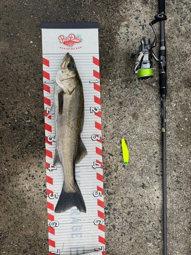 フッコ（マルスズキ）の釣果