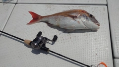 タイの釣果